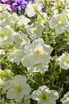 Petunia Crazytunia® - Petunie Crazytunia®