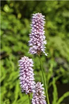 Persicaria amphibia - Wasser-Knöterich Persicaria amphibia - Wasser-Knöterich
