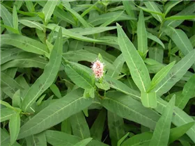 Persicaria amphibia - Wasser-Knöterich Persicaria amphibia - Wasser-Knöterich