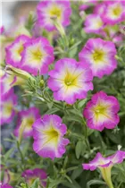 Petunia 'Daybreak' - Petunie