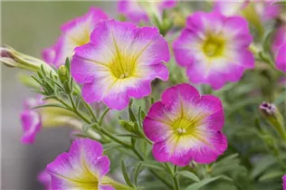 Petunia 'Daybreak' - Petunie