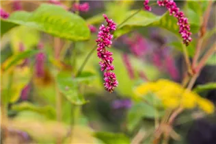 Persicaria maculosa - Floh-Knöterich Persicaria maculosa - Floh-Knöterich