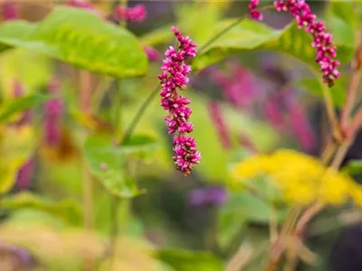 Persicaria maculosa - Floh-Knöterich Persicaria maculosa - Floh-Knöterich