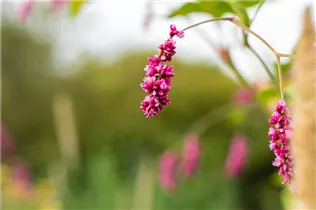 Persicaria maculosa - Floh-Knöterich Persicaria maculosa - Floh-Knöterich