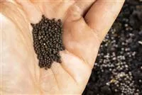 - Kältereiz ausnutzen – Diese Pflanzen im Dezember aussäen  - Kältereiz ausnutzen – Diese Pflanzen im Dezember aussäen