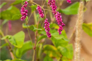 Persicaria maculosa - Floh-Knöterich Persicaria maculosa - Floh-Knöterich