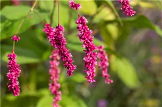 Persicaria maculosa - Floh-Knöterich Persicaria maculosa - Floh-Knöterich