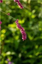 Persicaria maculosa - Floh-Knöterich Persicaria maculosa - Floh-Knöterich