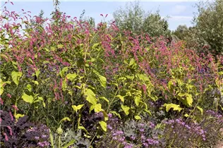 Persicaria orientalis - Orientalischer Knöterich Persicaria orientalis - Orientalischer Knöterich