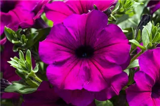 Petunia 'Famous' - Petunie 'Famous'