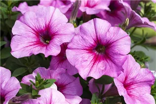 Petunia 'Famous' - Petunie 'Famous'