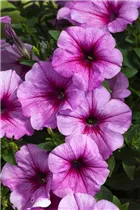 Petunia 'Famous' - Petunie 'Famous'