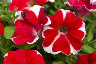 Petunia 'Famous' - Petunie 'Famous'