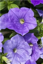 Petunia 'Famous' - Petunie 'Famous'