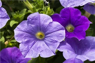 Petunia 'Famous' - Petunie 'Famous'