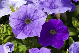 Petunia 'Famous' - Petunie 'Famous'