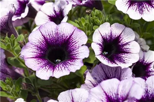 Petunia 'Famous' - Petunie 'Famous'