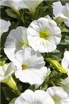 Petunia 'Famous' - Petunie 'Famous'