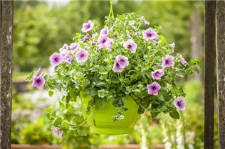 Petunia grandiflora - Großblumige Petunie Petunia grandiflora - Großblumige Petunie