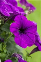 Petunia, violett - Petunia, violett Petunia, violett - Petunia, violett