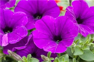 Petunia grandiflora - Großblumige Petunie Petunia grandiflora - Großblumige Petunie
