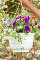 Petunia grandiflora - Großblumige Petunie Petunia grandiflora - Großblumige Petunie