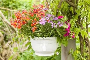 Petunia grandiflora - Großblumige Petunie Petunia grandiflora - Großblumige Petunie