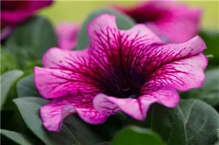 Petunia grandiflora - Großblumige Petunie Petunia grandiflora - Großblumige Petunie