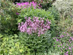 Dictamnus albus - Gewöhnlicher Diptam