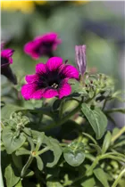 Petunia grandiflora - Großblumige Petunie Petunia grandiflora - Großblumige Petunie
