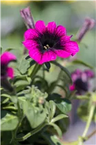 Petunia grandiflora - Großblumige Petunie Petunia grandiflora - Großblumige Petunie
