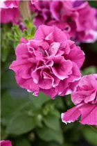 Petunia grandiflora 'Valentine' - Großblumige Petunie Petunia grandiflora 'Valentine' - Großblumige Petunie