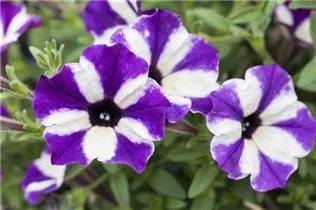 Petunia 'Grape Star' - Petunie 'Grape Star'