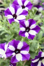 Petunia 'Grape Star' - Petunie 'Grape Star'