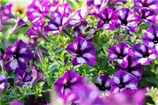 Petunia 'Grape Star' - Petunie 'Grape Star'