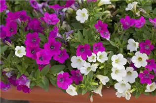 Petunia 'Littletunia'™ - Petunie 'Littletunia'™