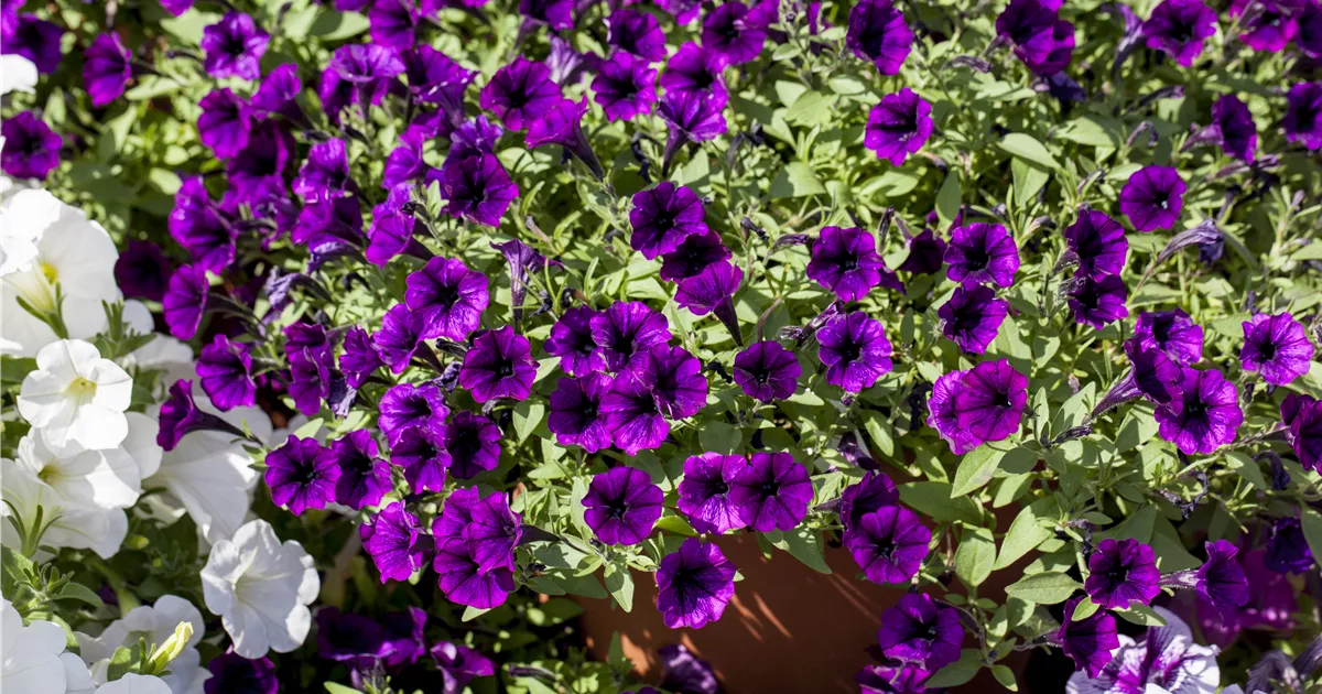Petunie F1 Purple Pirouette Samen – Doppelblumig, Zweifarbig, 15 Samen, Für Beet, Balkon & Hanging Baskets