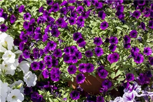 Petunia, violett - Petunia, violett Petunia, violett - Petunia, violett