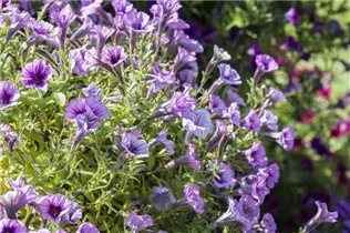 Petunia 'Littletunia'™ - Petunie 'Littletunia'™