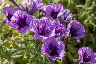 Petunia 'Littletunia'™ - Petunie 'Littletunia'™