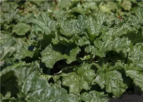 - Rheum rhabarbarum  - Rheum rhabarbarum