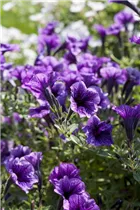 Petunia 'Littletunia'™ - Petunie 'Littletunia'™