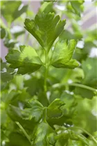 Petroselinum crispum 'Gigante d´Italia' - Glatte Petersilie 'Gigante d´Italia'