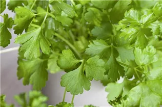 Petroselinum crispum 'Gigante d´Italia' - Glatte Petersilie 'Gigante d´Italia'