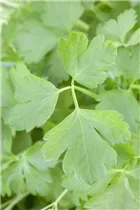 Petroselinum crispum 'Gigante d´Italia' - Glatte Petersilie 'Gigante d´Italia'