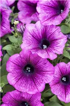 Petunia 'Merlot' - Petunie Petunia 'Merlot' - Petunie
