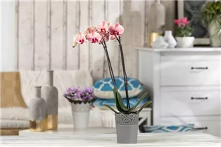 Phalaenopsis 'Cascade' - Schmetterlingsorchidee 'Cascade'