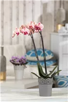 Phalaenopsis 'Cascade' - Schmetterlingsorchidee 'Cascade'