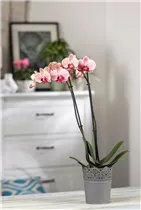 Phalaenopsis 'Cascade' - Schmetterlingsorchidee 'Cascade'