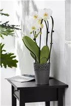 Phalaenopsis 'Cascade' - Schmetterlingsorchidee 'Cascade'